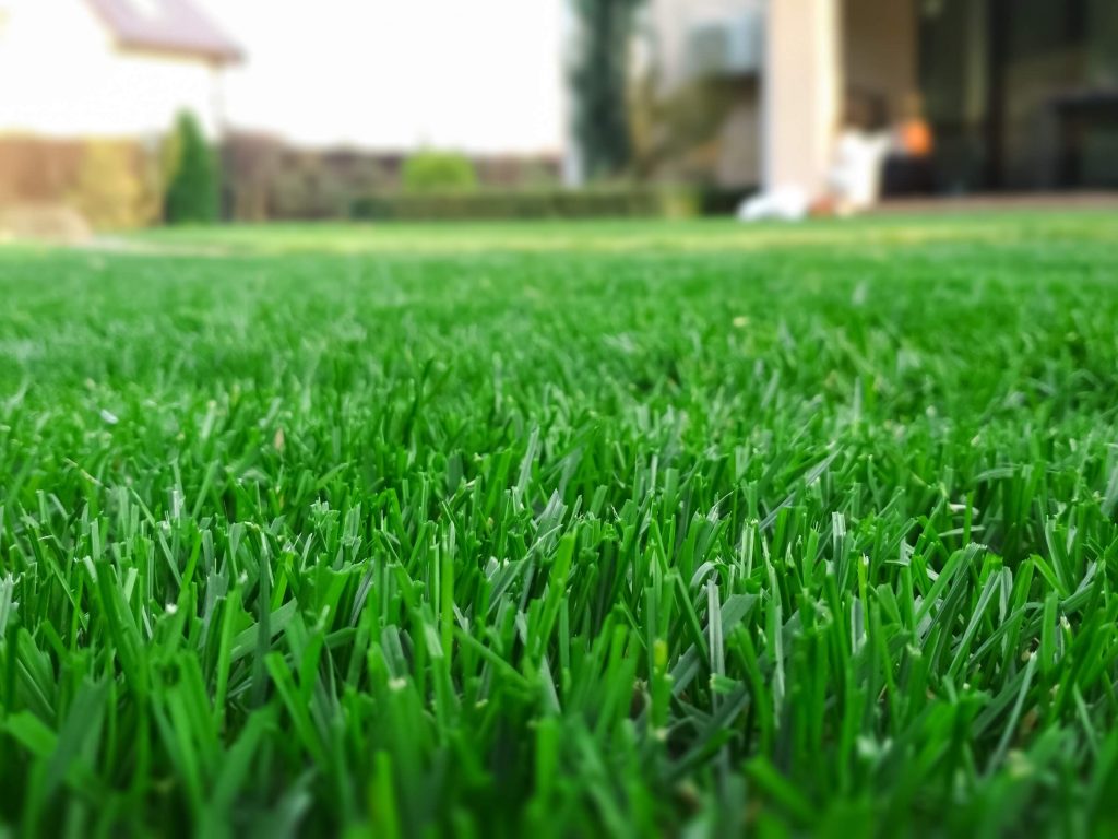 beautifully irrigated lawn
